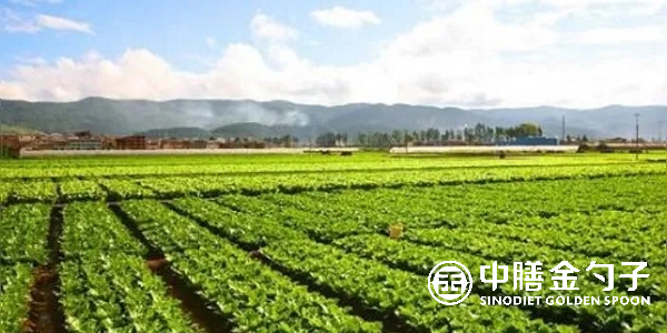 食材配送公司选择种植基地应该注意哪些事项？